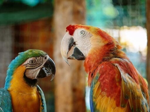 Two colourful parrots facing each other, symbolising the variety of notebooklm languages for audio sources.